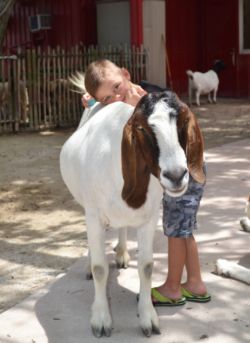 Young boy hugging white and brown goat. 